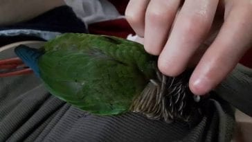 How To Deal With Your Birds' Pin Feathers | Birds Coo